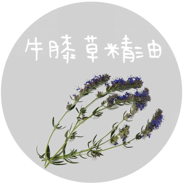 牛膝草精油 Hyssop