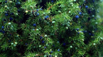 杜松精油 Juniper | 順慶實業有限公司